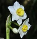 Narcissus tazetta <br> (Francisco Rodriguez Luque)
